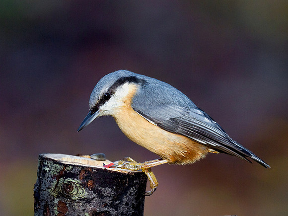 Nuthatch