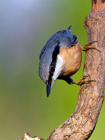 Nuthatch