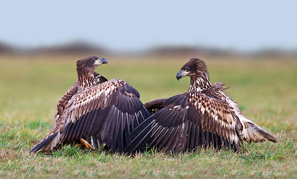White tailed Eagle